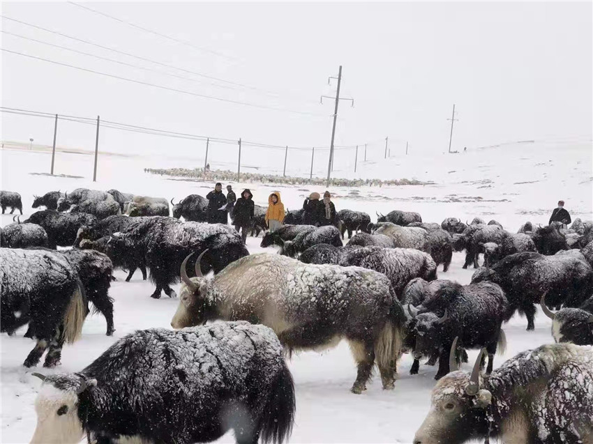 地處“云端之上”生命禁區(qū)“的農(nóng)行石渠支行80后青年益西多吉說”今年疫情流行，大伙冒雪下鄉(xiāng)送金融服務(wù)，新年首日就為農(nóng)戶發(fā)放了3000多萬元，點亮百姓牦牛致富夢，疫情終將過去，筑夢春天，我們協(xié)力點燃牧民發(fā)展信心“.jpg