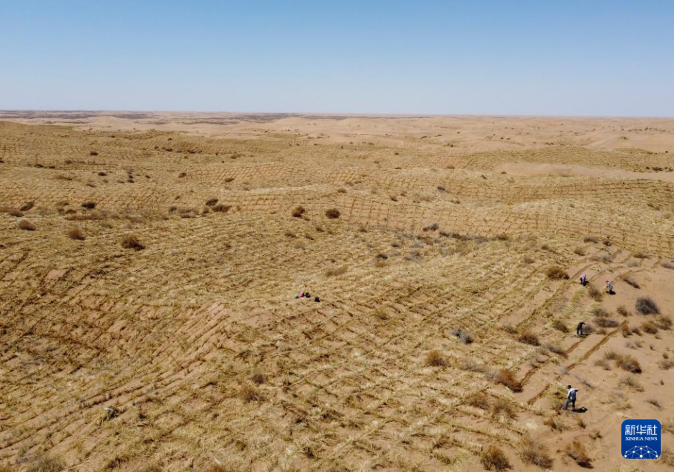 2024年4月10日，群眾在古浪縣八步沙林場(chǎng)麻黃塘沙區(qū)用草方格壓沙。新華社發(fā)（無(wú)人機(jī)照片）