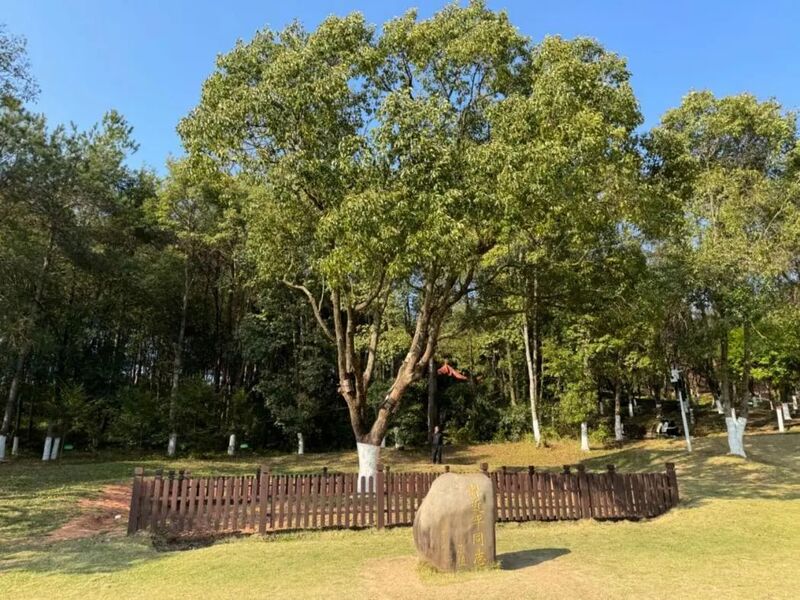 習(xí)近平同志為福建省長(zhǎng)汀縣水土保持科教園捐種的香樟樹(shù)。圖源：學(xué)習(xí)時(shí)報(bào)